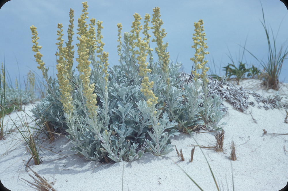 Artemisia stelleriana